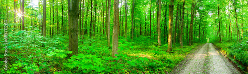 Obraz na płótnie canvas czteroczęściowy "tetraptyk" Las panoramy