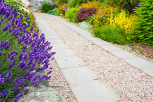 A Gravel Pathway And Lavender