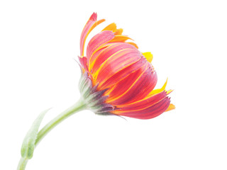 marigold flowers on a white background