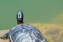 Turtle On The Rock