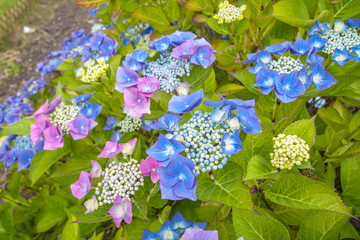 Sticker - Blue hydrangea blossom