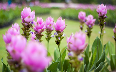Wall Mural - flower garden
