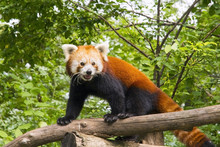 Red Panda (Ailurus Fulgens)