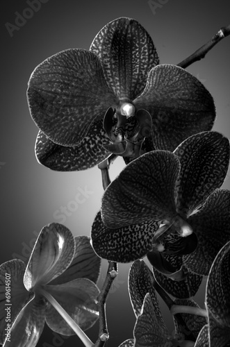 Obraz na płótnie canvas Kwiaty orchidei