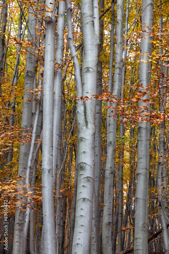 Fototapeta na wymiar silver-beech tree trunks against the dry leaves