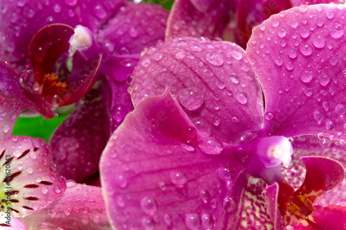 Obraz na płótnie canvas czteroczęściowy "tetraptyk" Fioletowe kwiaty orchidei