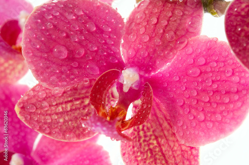 Obraz na płótnie canvas trzyczęściowy "tryptyk" Różowe kwiaty orchidei