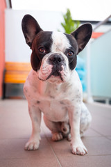 Wall Mural - French bulldog on the balcony