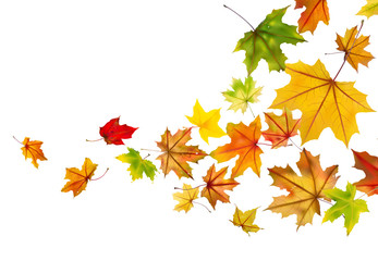 Wall Mural - Maple autumn falling leaves, vector illustration.