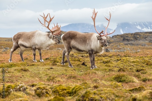 Obraz na płótnie canvas trzyczęściowy "tryptyk" Dziki renifer arktyczny - spitsbergen, svalbard