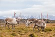 Herd of wild reindeer in Arctic tundra