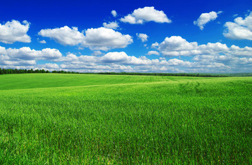 Wall Mural - green field