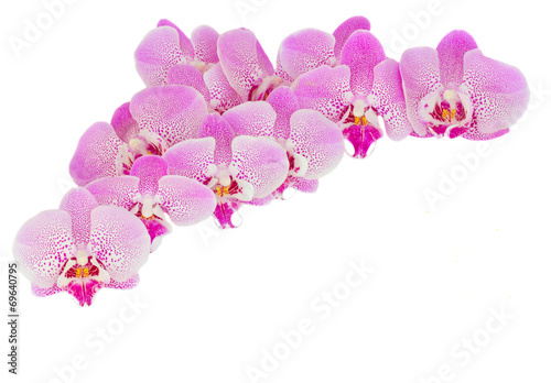 Fotoboard na płycie Stos różowe kwiaty orchidei