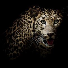 Wall Mural - Close up portrait of leopard with intense eyes