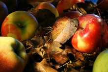 Colorful Apples And Leaves