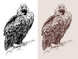 artwork of griffon vulture (Aegypius monachus)