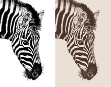 Artwork Head Profile Zebra