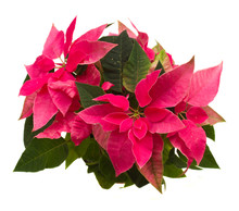 Pink Poinsettia Flower Or Christmas Star