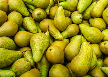Closeup Of Just Picked Pears