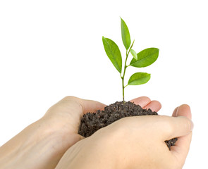 Wall Mural - Tree growing from soil