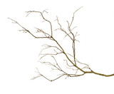 Fototapeta  - dry branch