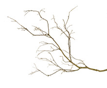 Dry Branch