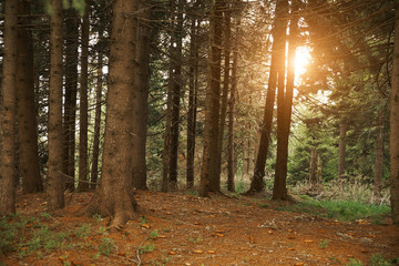 Canvas Print - Dreamy pine forest