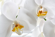 Detail Of Two Orchid Flowers.