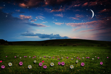Wall Mural - flower field in the night.