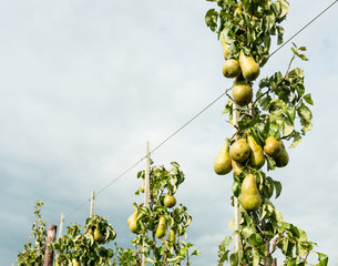 Sticker - Ripening pears hanging on the trees.