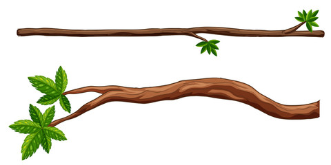 branches