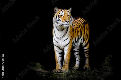 Tapeta ścienna Tygrys bengalski