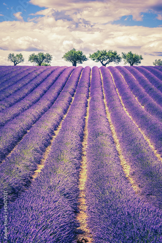 Obraz w ramie Lavender field with trees