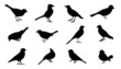 bird2 silhouettes