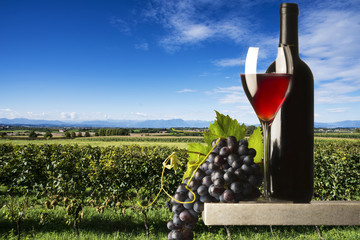 glass of red wine in a vineyard