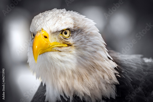 Plakat na papierze fotorealistycznym Orzeł amerykański (haliaeetus leucocephalus)