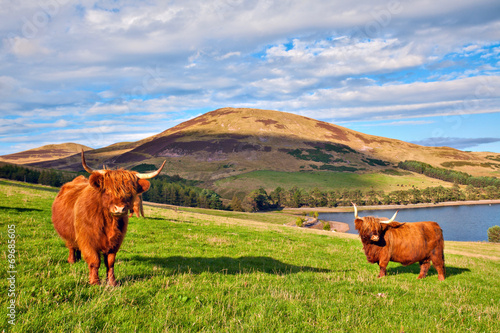 Board z aluminiowym obramowaniem Highland angus cow
