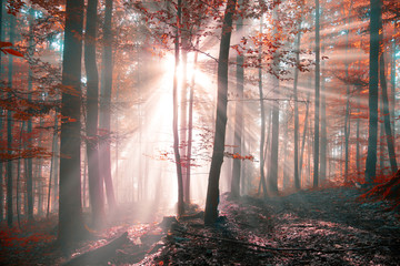 Wall Mural - Fantasy sunny autumn forest