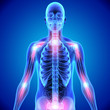 © 7activestudio - Human Joints