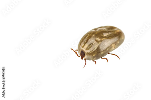 Fotografie, Tablou Female tick isolated on white background
