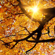 Sonne strahlt durch Baum im Herbst