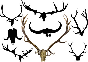 Sticker - collection of eight isolated antler and horns