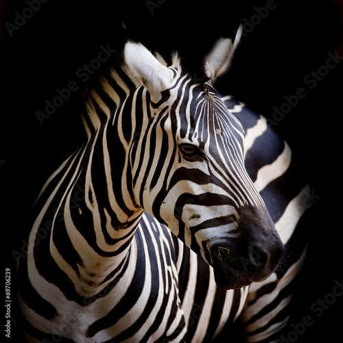 Plakat na papierze fotorealistycznym Headshot zebra burchella