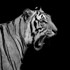 Wall Mural - Black & White Tiger