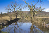 Fototapeta Pomosty - Flooded Track and Reflected Trees at Mersehead