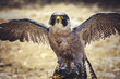 feather, peregrine falcon with open wings , bird of high speed