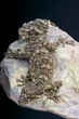 Leaf tail gecko / Saltuarius wyberba
