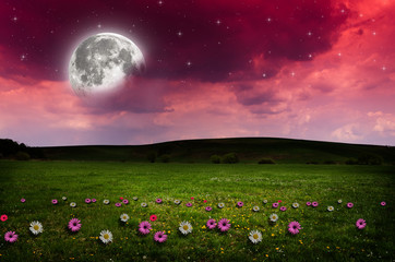 Wall Mural - flower field in the night.