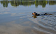 © graphlight - Chien se baignant dans l'eau