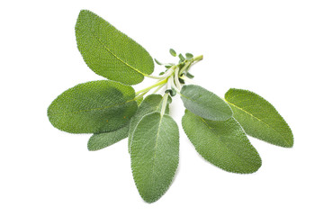 Wall Mural - Sage leaves isolated on white